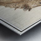 Rhinoceros in vintage style Metal print