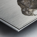 Sparrowhawk in vintage style Metal print