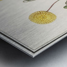 Dandelion in vintage style Metal print