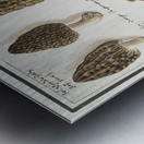 Mushrooms in vintage style Metal print