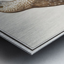 Short toed eagle in vintage style Metal print