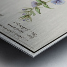 Chicory in vintage style Metal print