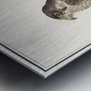 Peregrine falcon in vintage style Metal print