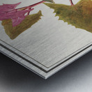 Garden orache in vintage stylered orache Metal print