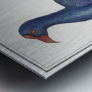 Swamphen in vintage style Metal print