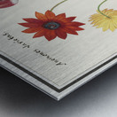 Anemone in vintage flower Metal print