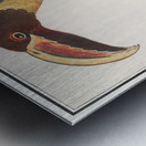 Redshank in vintage style Metal print