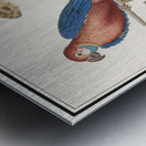 Blue and gold macaw in vintage style Metal print