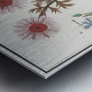 Bachelors button and morning glory Metal print