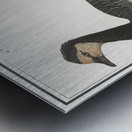 Domestic goose in vintage style Impression metal