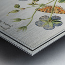 Storksbills and butterflies Metal print