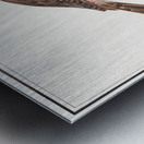 Redpoll in vintage style Metal print