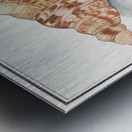 Tritons trumpet in vintage style Metal print