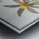 Pasque flower in vintage style Metal print