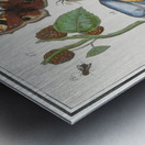 Nature ensemble in vintage style Metal print