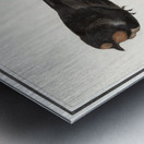 Barn swallow in vintage style Metal print