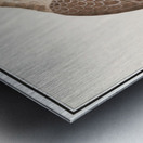 Saker falcon in vintage style Metal print