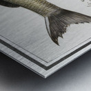 Houting in vintage style Metal print