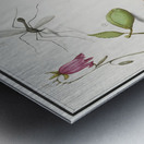 Grey parrot in vintage style Metal print