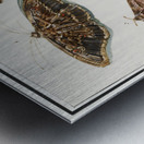 Butterflies and moths set Metal print