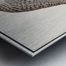 Gyrfalcon in vintage style Metal print