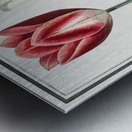 Tulip in vintage style Metal print