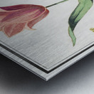 Tulip in vintage style Metal print