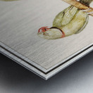 Parakeets in vintage style Metal print