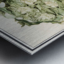 Cauliflower in vintage style Metal print