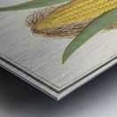 Corn in vintage style Metal print