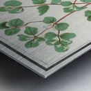 Cymbalaria in vintage style Metal print