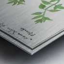 Bitter nightshade in vintage style Metal print