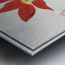 Tulip in vintage style Metal print