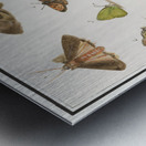 Butterflies and moths set Metal print