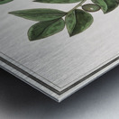 Olive in vintage style Metal print