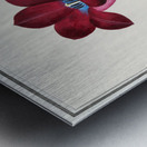 Tulip in vintage style Metal print