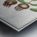 Medlar in vintage style Metal print