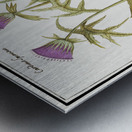 Thistle and artichoke Metal print