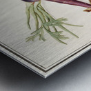 Carrot and red currant in vintage style Metal print