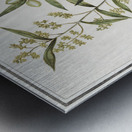 Olive in vintage style Metal print