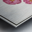 Wild rose in vintage style Metal print