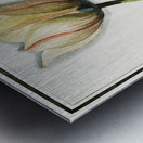 Tulip in vintage style Metal print