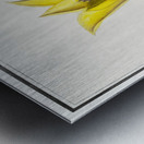 Tulip in vintage style Metal print