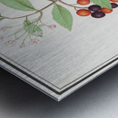 Bird cherry in vintage style Metal print