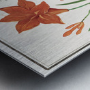 Orange daylily in vintage style Metal print