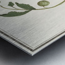 Watermelon in vintage style Metal print