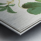 Cucumber in vintage style Impression metal