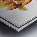 Tulip in vintage style Metal print