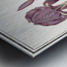 Purple iris in vintage style Metal print