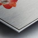 Anemone in vintage style Metal print